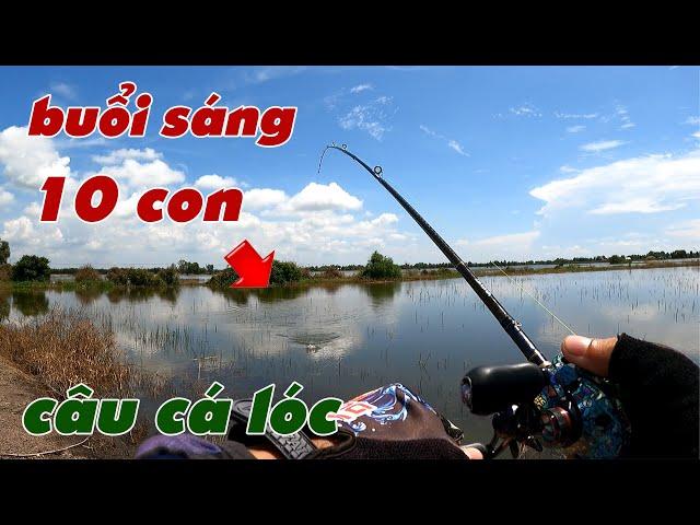 Câu Lure Cá Lóc  Câu Cá Lóc Dạo Mùa Lũ Buổi Sáng Gần 10 Con | Tâm Râu Vlog #351