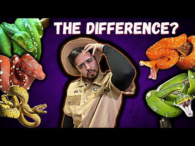 Green Tree Python & Emerald Tree Boa *The Convergent Evolution*