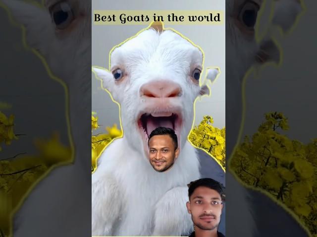 Shakib al hasan goatsgoats_#shorts #goat #viral #goats#shakibalhasan