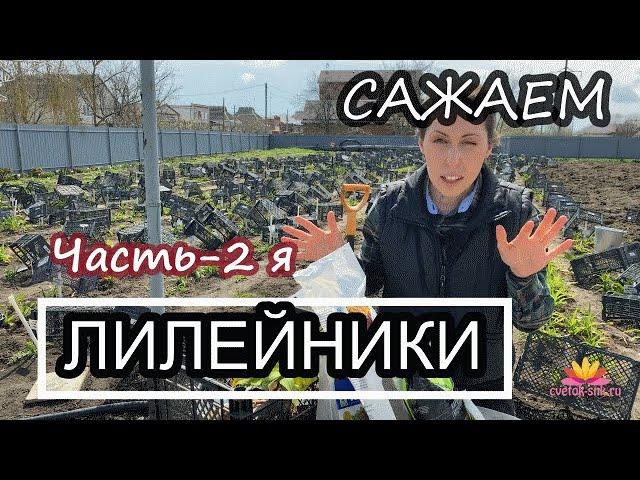 Лилейники: посадка и уход весной! Часть 2 / Сад Ворошиловой