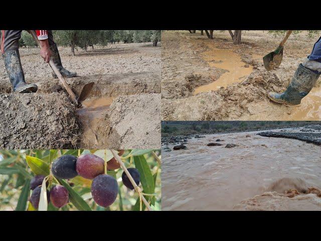 بعد تساقط الأمطار عادت الحياة إلى واد غيس الفلاحة..نواحي الحسيمة