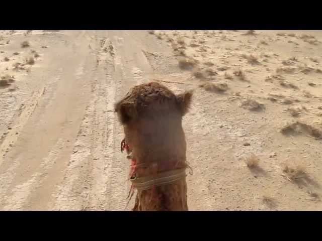 Runaway camel in the Kyzyl Kum...