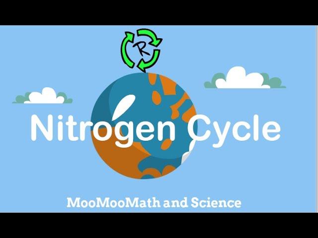 Describe Nitrogen Cycle-Nitrogen cycle in simple terms