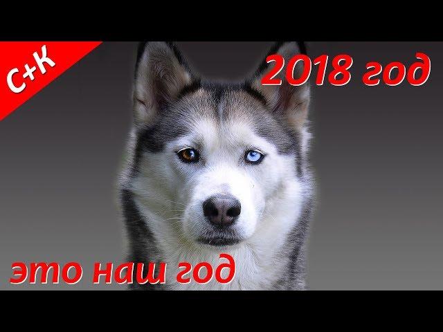 Год собаки 2018