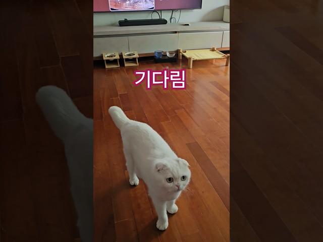 누워있던 고양이를 벌떡 일으키는 방법#cat #까까