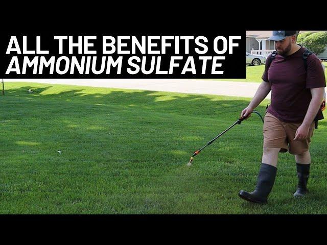 Ammonium Sulfate Fertilizer For Beginners