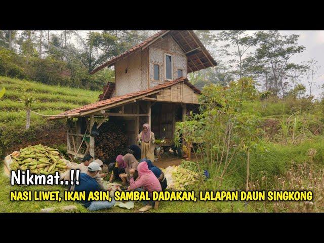 Nikmat !! Ngeliwet Pemadam Kelaparan di Saung Sawah Bareng Keluarga Sambil Panen Jagung