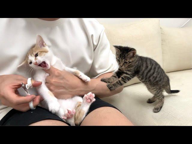 爪切りが嫌で大暴れする兄弟を見た子猫が心配でこうなっちゃいました…