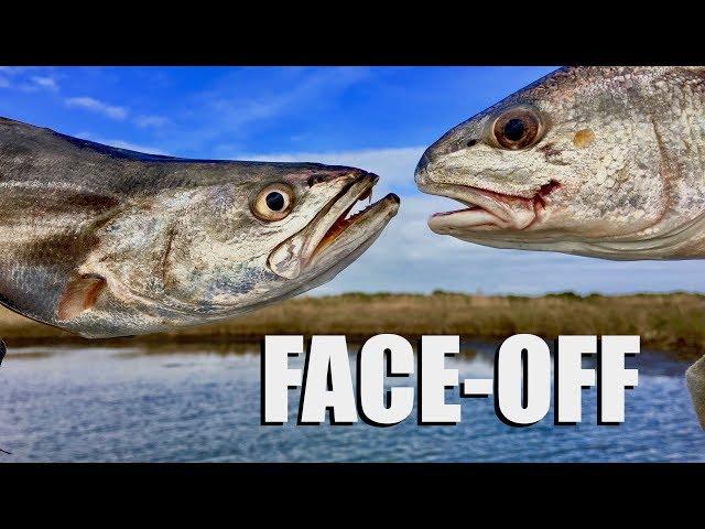 One-boat competition you've GOT to see!