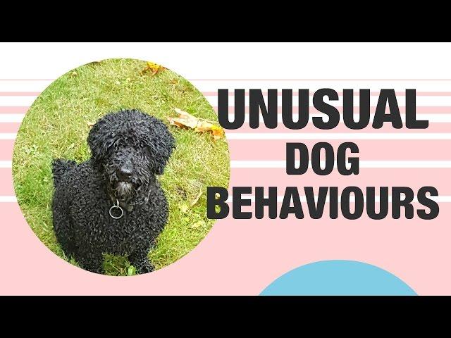 Unusual Dog Behaviour