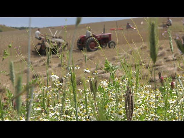 Golden Cap Eco harvest