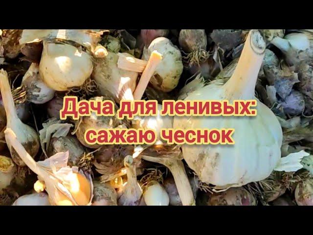 Дача для ленивых: сажаю чеснок