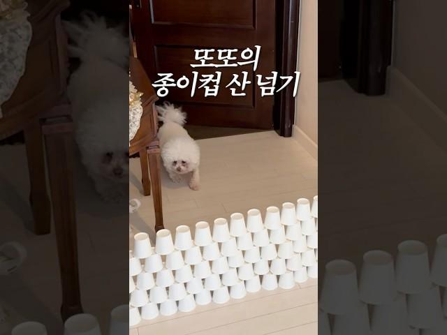 또또의 종이컵 산 넘기️