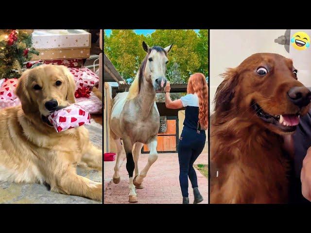 Funny ANIMALS videos  Funniest CATS  DOGS   HORSES  2024