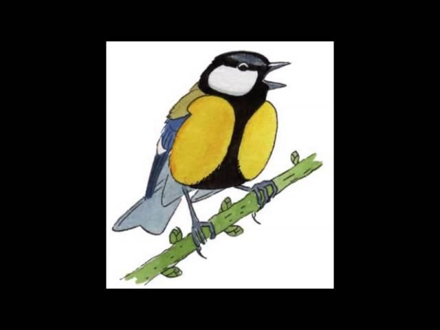 APPRENDRE LES CHANTS D'OISEAUX - 1: La Mésange Charbonnière