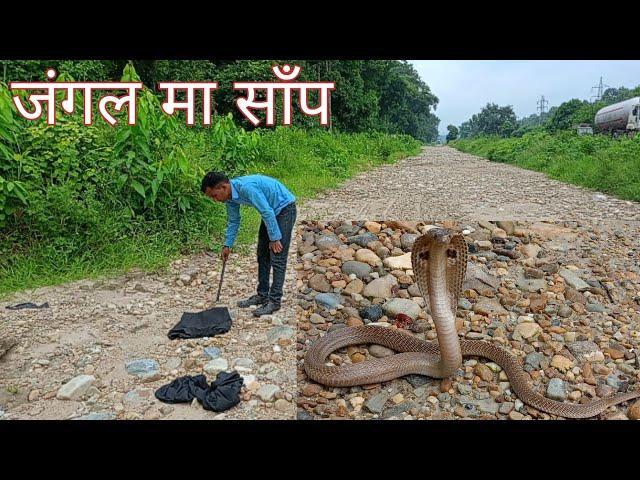  गाउँ घर बाट समातेको सर्प हरु लाई जंगल मा यसरी छोडियो nepal snake rescue team