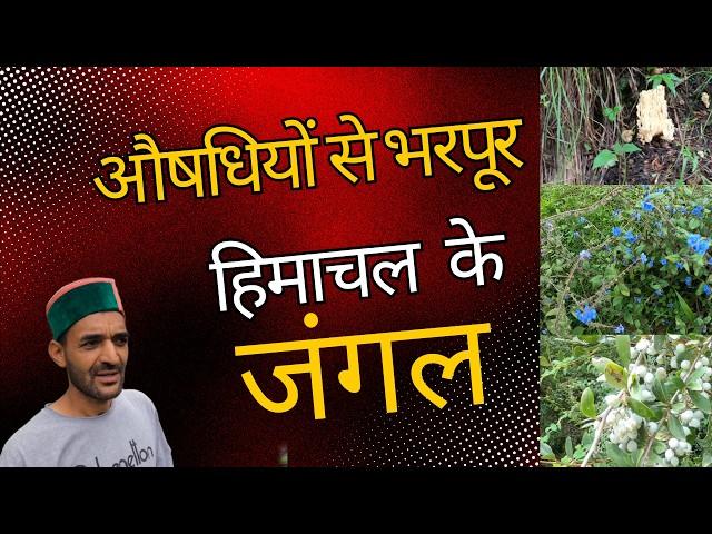 Amazing herbs in the Jungle of Himachal || Ayurvedic medicines for Uric acid