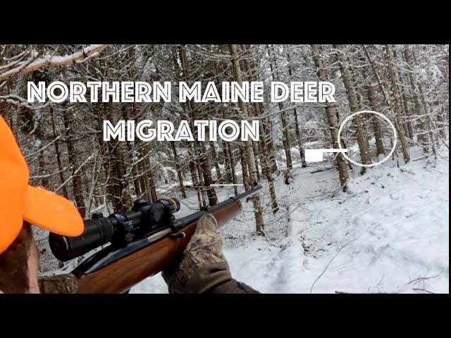 Hunting the Northern Maine Deer Migration | Last day of Rifle Season 2024