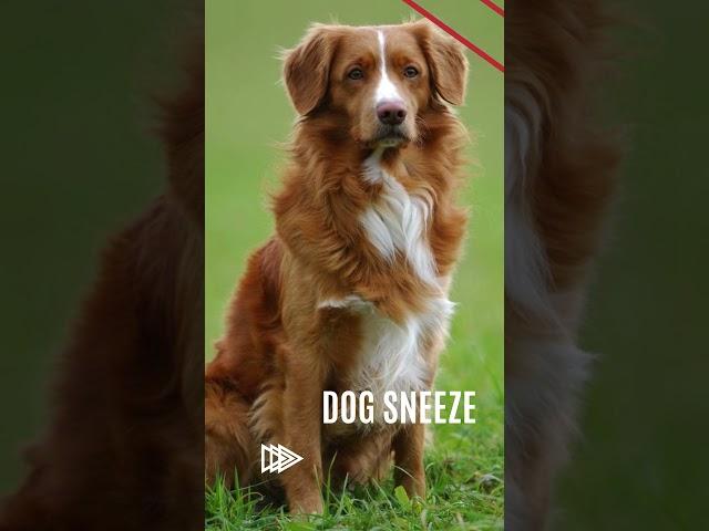 The Doggy Sneeze