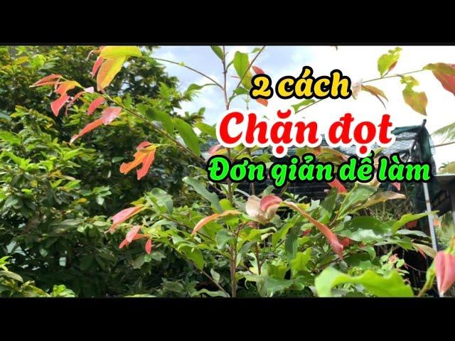 Bật mí 2 cách chặn đọt mai các bạn cần phải biết -@anhbayxunau