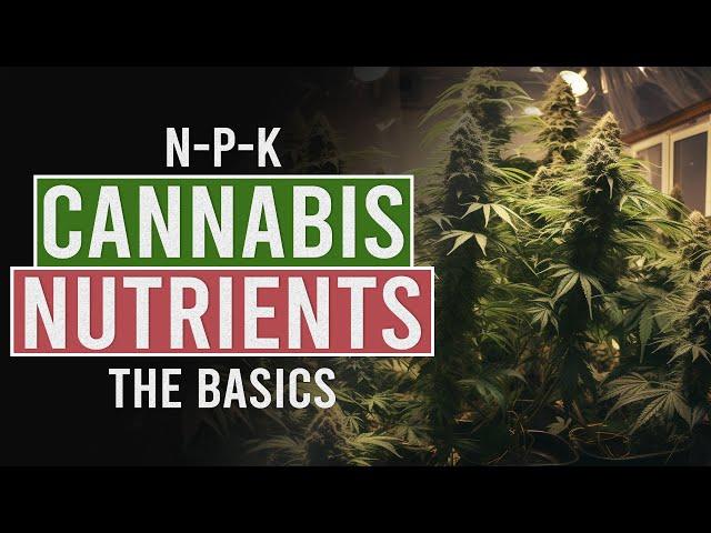 Getting the Perfect Nutrient Balance for your Cannabis Plants!