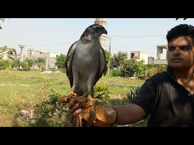 my goshawk has completed his moult || falconry art of kings