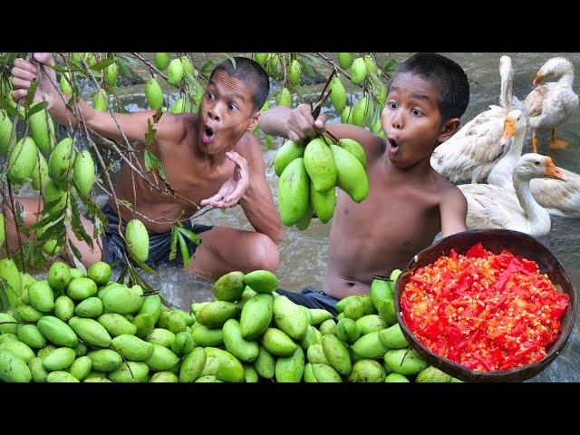 Primitive technology - Eating rich mango fruits delicious