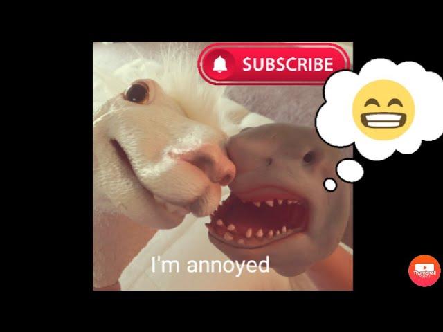 Annoying SHEEP jokes!