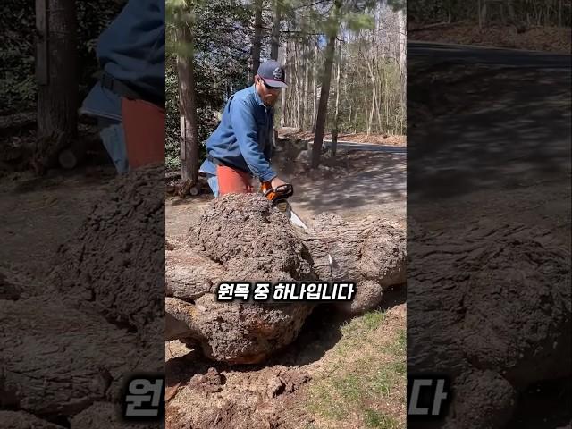 나무가 만들어낸 금보다 비싼 패턴