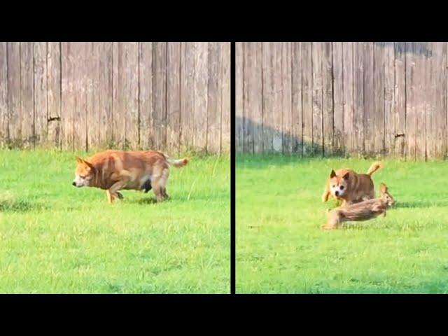 Dog Uncovers a Furry Friend