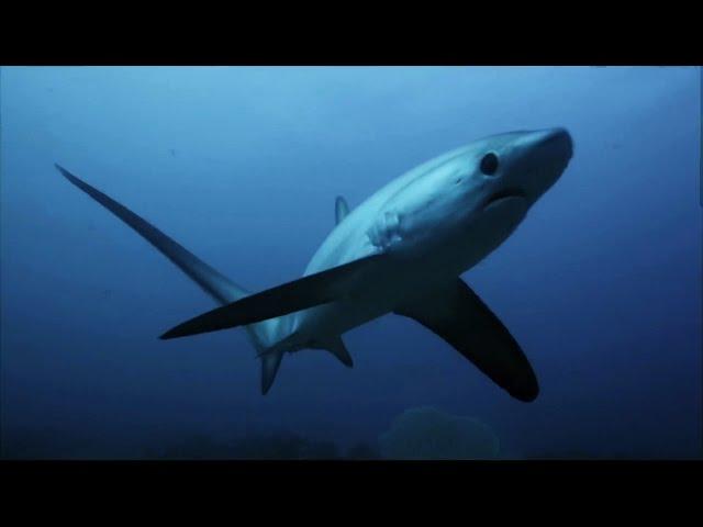 Thresher Sharks Kill Prey With Tail Like A Whip | SHARK WEEK