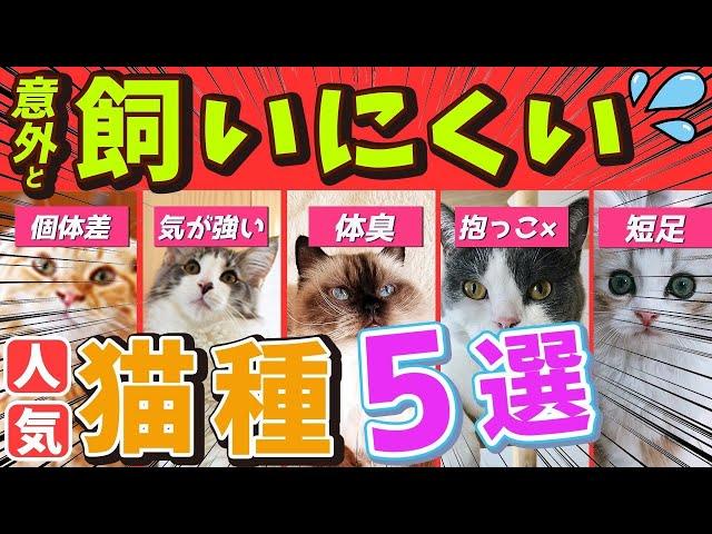 【実は飼いにくい一面がある"人気猫種"５選！】飼う時に注意が必要な種類の飼い方やお迎えの工夫を現役猫ブリーダーがご紹介！