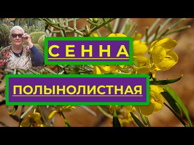Сенна Полынолистная, лекарственное растение от запоров