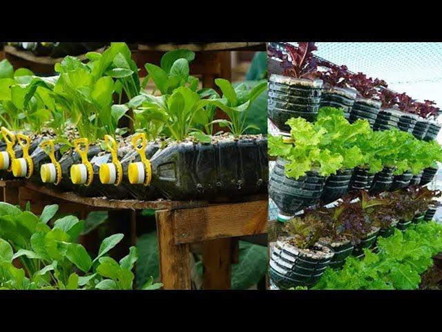 6 Ways to Grow Vegetables in Plastic Bottles “no effort”