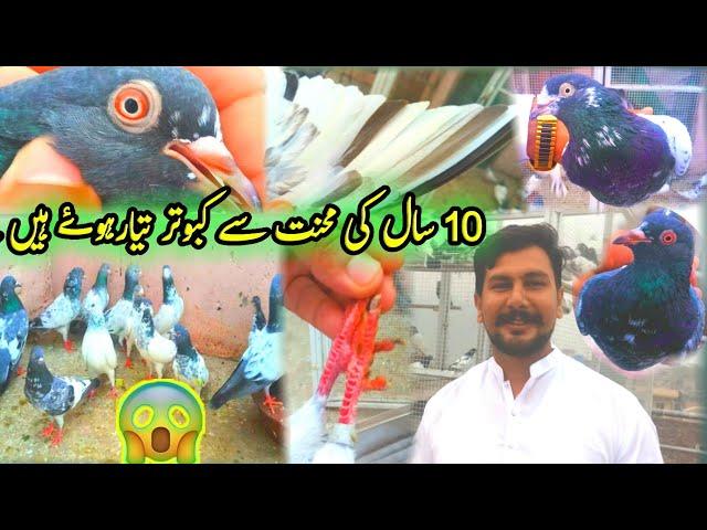 kamagar dub walay kabootar || Pola G Pigeon Club || Khokhar Pigeon Club