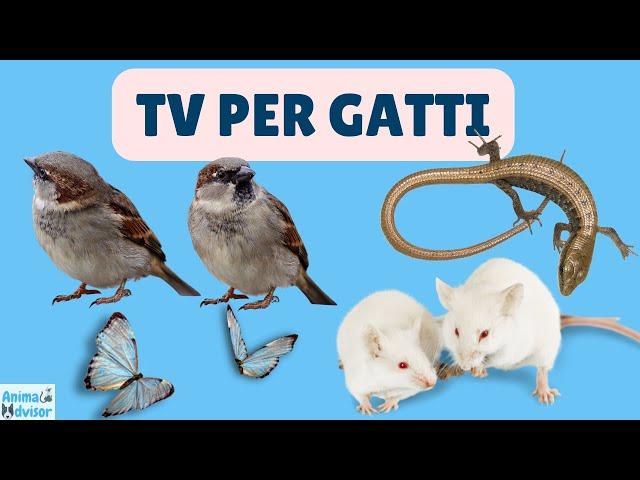 TV Per Gatti - ⭐ 1 ORA ⭐ di Uccellini, Topolini, Scoiattoli, Lucertole, Insetti e Farfalle ️