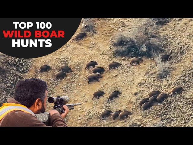 TOP 100 WILD BOAR HUNTS - EN İYİ 100 DOMUZ AVI - CHASSE AU SANGLIER