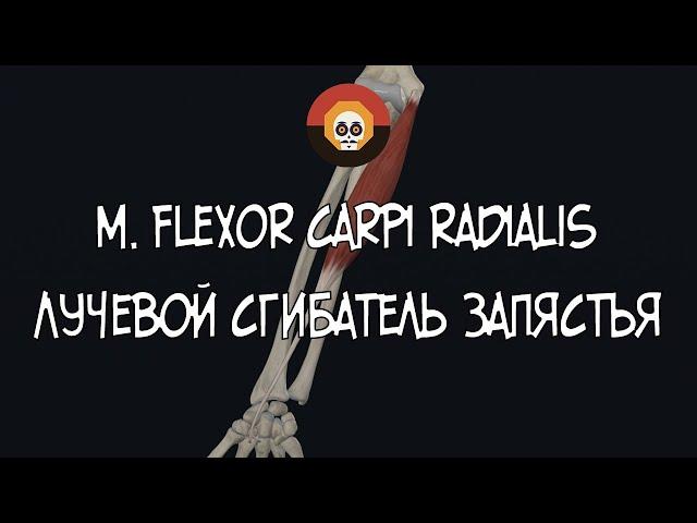 Лучевой сгибатель запястья (m. flexor carpi radialis) 3D Анатомия