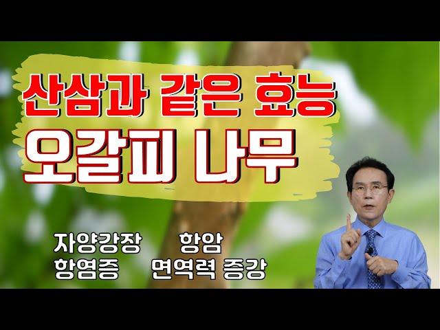 60. 산삼과 같은 효능! 만능 생활 약초 오갈피 나무! 자양강장, 항암부터 면역력 증진까지｜건강백과