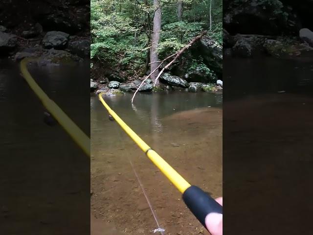 How to Catch Trout on Spinners