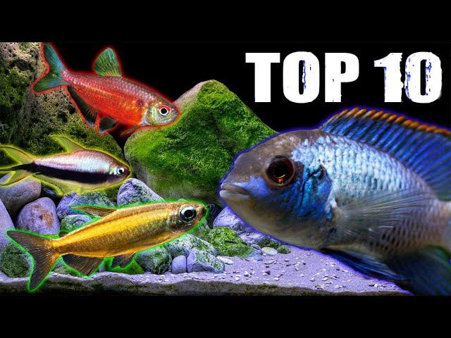 Ten Tetra Fish Perfect for Medium-Sized Cichlids!