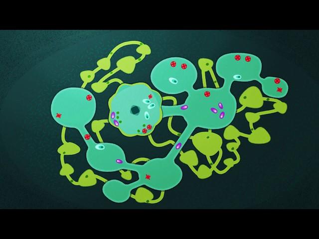 Symptoms and treatment options for blood cancer – animation