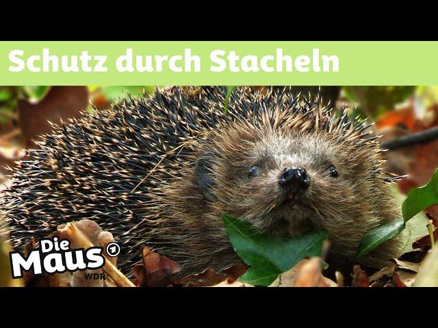 Warum hat der Igel Stacheln? | DieMaus | WDR