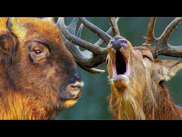 Bison against a deer - a deer vs a bison | Film Studio Aves