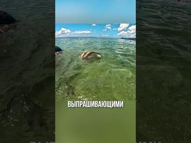 Рыбки возле бухты Анс Сурс д’Аржан