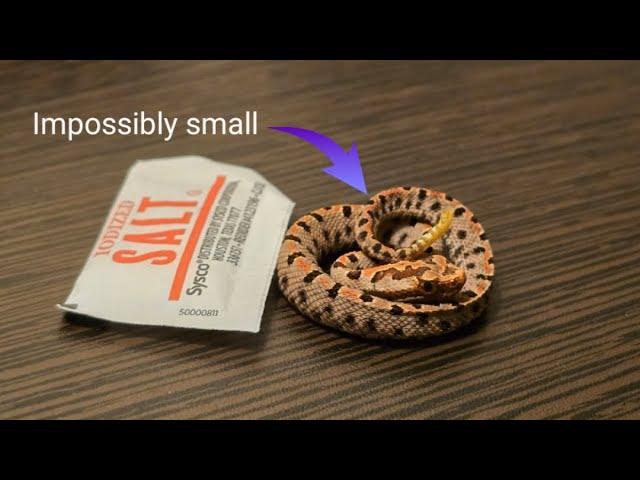 Buying the smallest rattlesnake in the world.