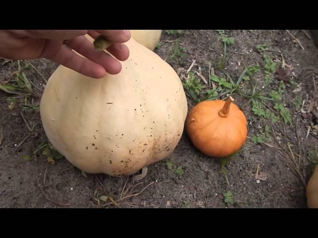 Seminole Pumpkins: Easy to Grow Yet Strangely Variable in Genetics