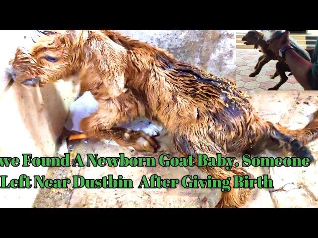 Heartbreaking Discovery: Newborn Goat Baby Abandoned Near Dustbin Its Nature Save Video#shorts#viral