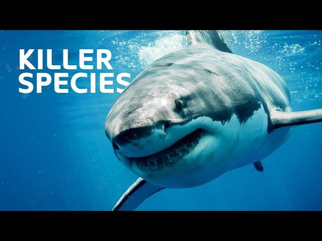 The Lethal Predators You Never Knew Could Save Lives