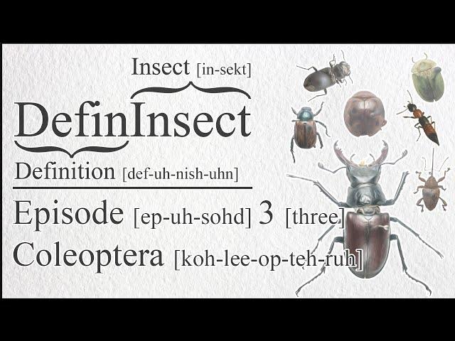 DefinInsect: Episode 3 - Coleoptera | Insect Taxonomy and Classification